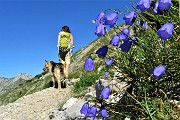 01 In cammino sul Sentiero dei fiori ...Campanula dei Ghiioni (Campanula cochleariifolia)